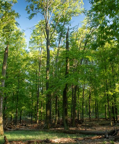 Wald der NaturAusstellung Lieberoser Heide (c) Jürgen Borries